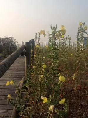 Giardino di Jesolo Pineta - Appartamento Due Camere Matrimoniali Fronte Mare