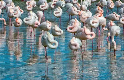 Altri animali domestici presso l'appartamento o nei dintorni