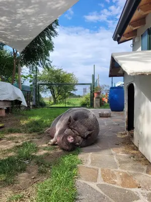 Ospiti di La casa di Bruno con animali domestici