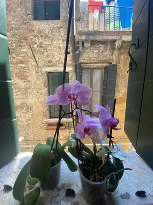 Planimetria di Emma's House