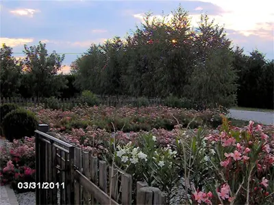 Giardino di Agriturismo Il Magicorto