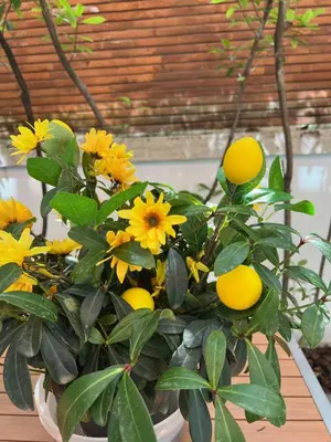 Giardino di Venice Lucky House