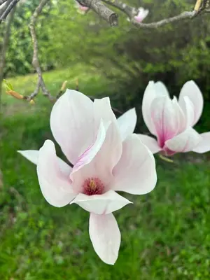 Giardino di Portego mio