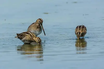 Altri animali domestici presso l'appartamento o nei dintorni