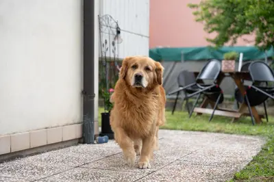 Ospiti di Marina's Venice garden con animali domestici