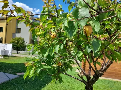 Giardino di B&B Villa Griselda