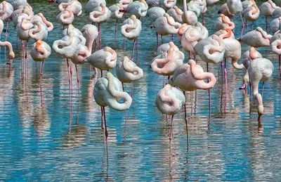 Altri animali domestici presso l'appartamento o nei dintorni