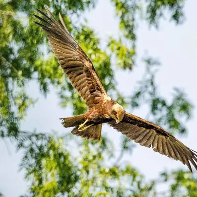 Altri animali domestici presso l'appartamento o nei dintorni