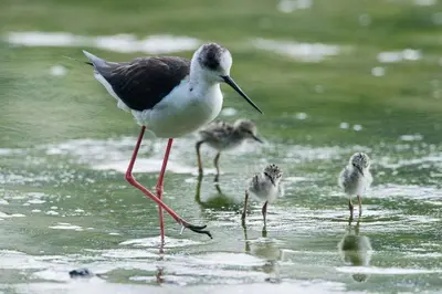 Altri animali domestici presso l'appartamento o nei dintorni