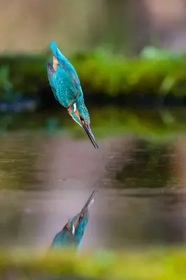 Altri animali domestici presso l'appartamento o nei dintorni