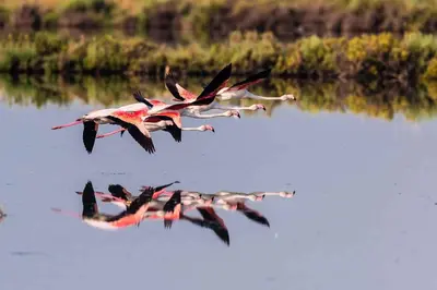 Altri animali domestici presso l'appartamento o nei dintorni