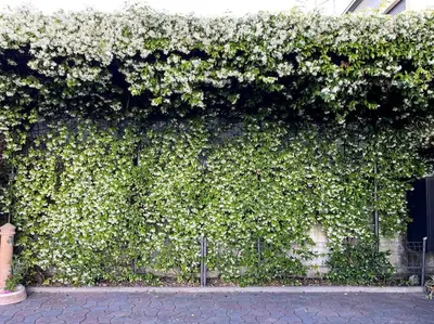 Giardino di Miniappartamento Il Gelsomino