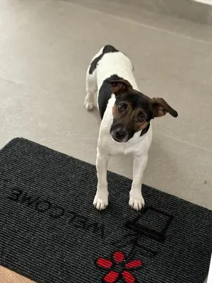 Ospiti di Francesco & Giulia - attico n 11 Treviso Stazione con animali domestici