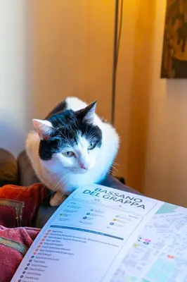 Ospiti di Downtown B&B con animali domestici