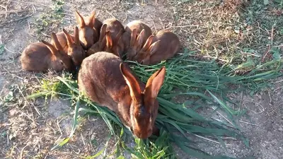 Altri animali domestici presso l'appartamento o nei dintorni