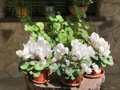 Giardino di Tencarola B & B