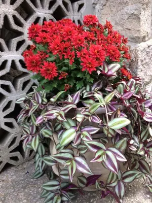 Giardino di Tencarola B & B