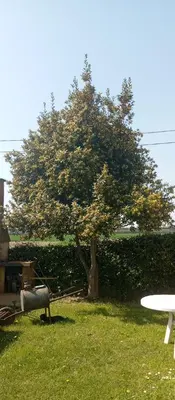 Giardino di Camera privata vicino a Venezia in aperta campagna