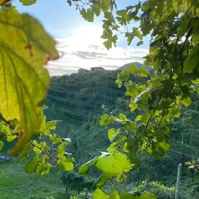 Profumo di Collina