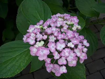 Giardino di A Casa Di Paola