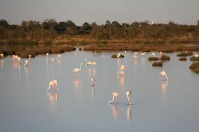 Altri animali domestici presso l'appartamento o nei dintorni