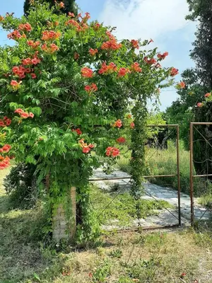 Giardino di Accommodation in Sant'Erasmo Venice 3