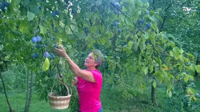 Ospiti di Il giuggiolo