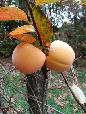 Planimetria di Il giuggiolo