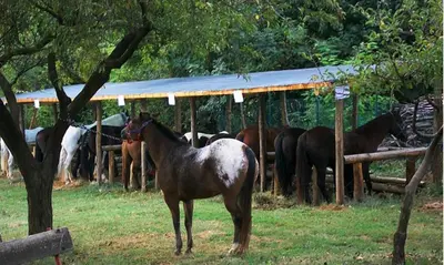 Altri animali domestici presso il bed & breakfast o nei dintorni