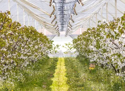 Giardino di Agriturismo Il Ceraseto da Tomasi