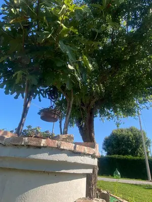 Giardino di Villa Nides