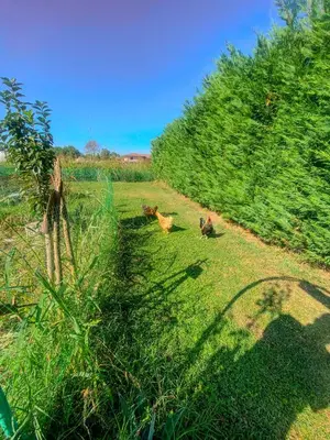 Planimetria di Villa Nides