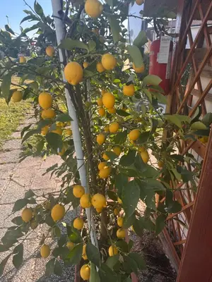 Giardino di Lemon house