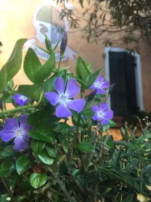 Giardino di Residence Meuble' Cortina