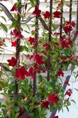 Giardino di Appartamento Le Magnolie