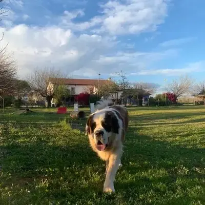 Agriturismo il Podere Vedelago con San Bernardo