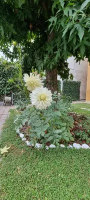 Giardino di UNAHOTELS Eco Hotel Villa Costanza Venezia