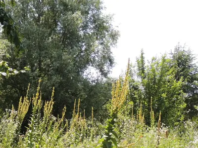 Giardino di La Via Antiga