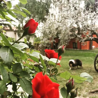Giardino di Ca' Boschetto