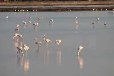 Altri animali domestici presso la casa vacanze o nei dintorni