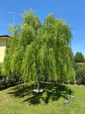Giardino di Gondola House