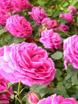 Giardino di Il nido di rondine