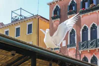 Planimetria di Rialto Suite 1602
