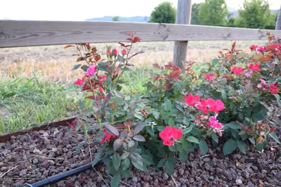 Giardino di GINEVRA'S COUNTRY HOME