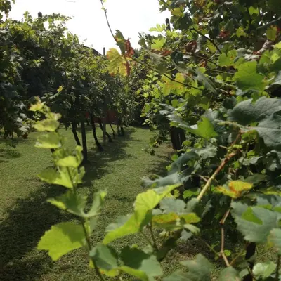 Giardino di Casa del Vigneto