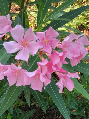 Giardino di Maribeach