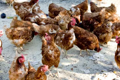 Altri animali domestici presso l'agriturismo o nei dintorni