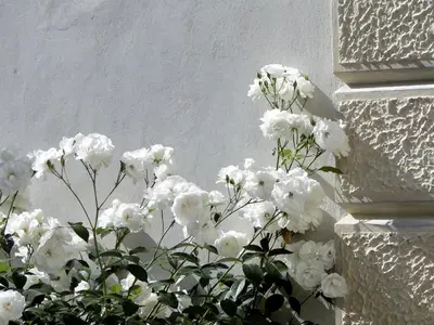 Giardino di Villa Barberina