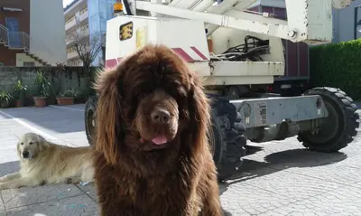 Ospiti di Hotel Olanda con animali domestici