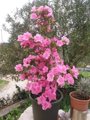 Giardino di Poggio del Sole